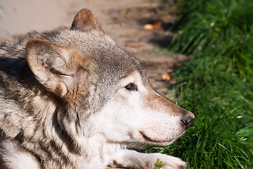 Image showing Wolf