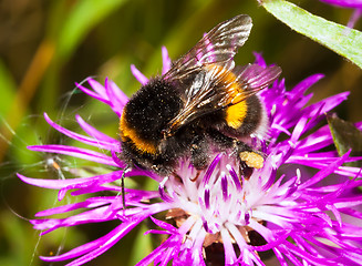 Image showing Bumblebee