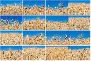 Image showing Wheat field