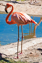 Image showing Flamingo