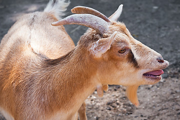 Image showing Goat