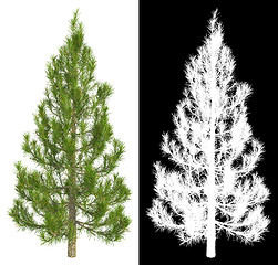 Image showing Fir-Tree Isolated on White Background.