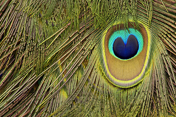 Image showing peacock feather