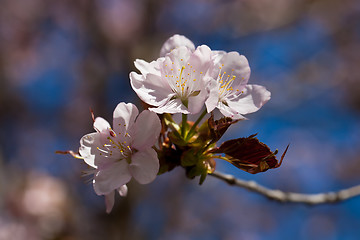 Image showing Cherry blossom