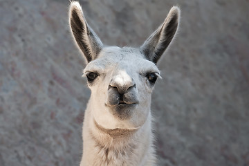 Image showing Llama