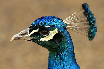 Image showing Peacock head