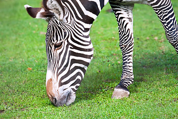 Image showing Zebra