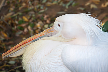 Image showing Pelican