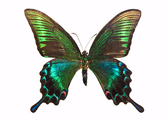 Image showing Butterfly Papilio bianor