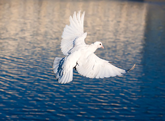 Image showing White pigeon