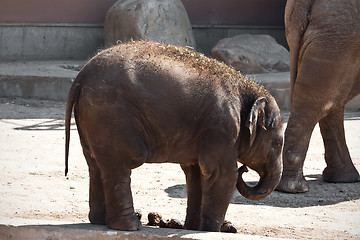 Image showing Elephant