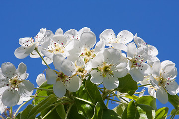 Image showing Apple flowers