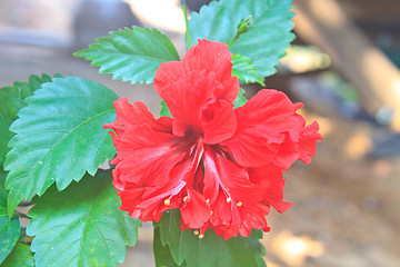 Image showing Flower from Thailand