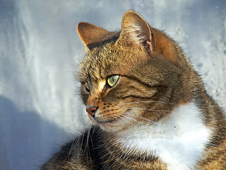 Image showing Cat