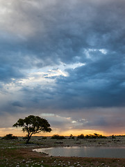 Image showing Picturesque tree and bushes silhouette over sunset