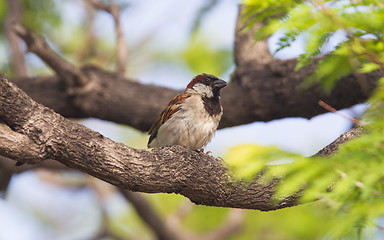 Image showing Short tail sparrow sitting in a tree