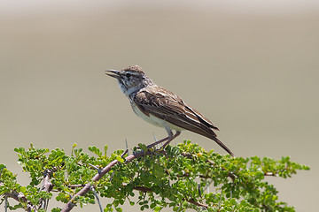 Image showing Small bird perched on a dry branch in Etosha