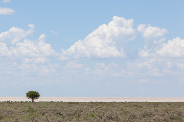 Image showing Tree in open field, Namibia