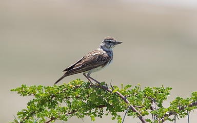 Image showing Small bird perched on a dry branch in Etosha