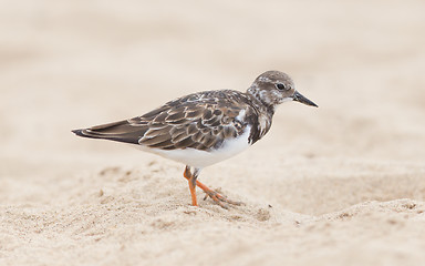 Image showing Sandpiper on the beach at Cape Cross
