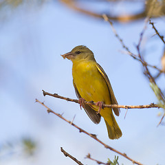 Image showing Yellow Canary