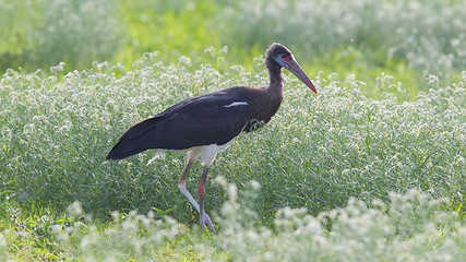 Image showing Abdim's Stork (Ciconia abdimii) in Etosha National Park