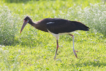 Image showing Abdim's Stork (Ciconia abdimii) in Etosha National Park