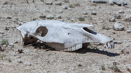 Image showing Zebra skull on the ground in Etosha national park