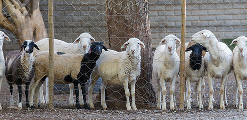 Image showing Sheep behind a metal fence, Namibia