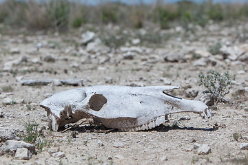 Image showing Zebra skull on the ground in Etosha national park