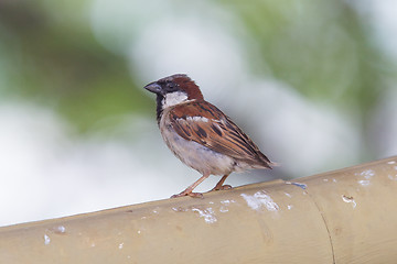 Image showing Short tail sparrow sitting on a roof