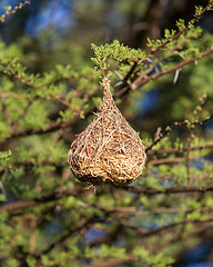 Image showing Nest of a yellow masked weaver