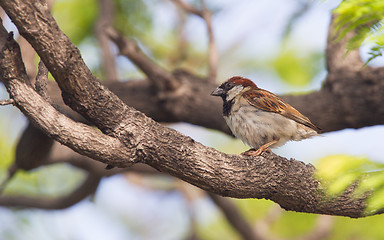 Image showing Short tail sparrow sitting in a tree