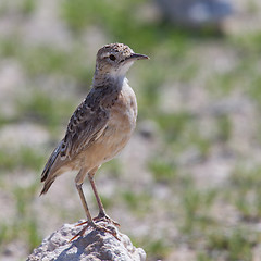 Image showing Trush sitting on a rock in Etosha National Park