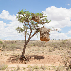 Image showing Weaver bird nest in Namibia, Africa