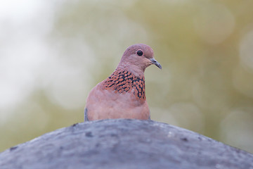 Image showing Close-up of a laughing dove (Streptopelia senegalensis)