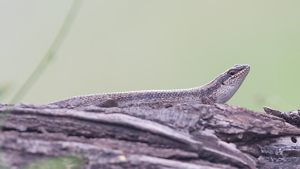 Image showing The african lizard in Namibia