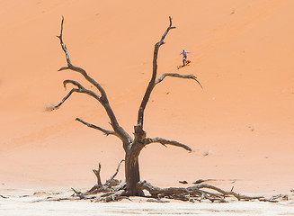 Image showing SOSSUSVLEI, NAMIBIA, 26 dec 2013 - Tourist runs down a red dune.