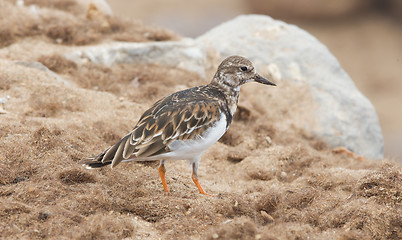 Image showing Sandpiper on the beach at Cape Cross