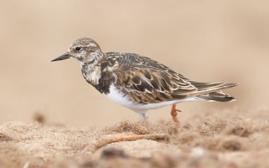 Image showing Sandpiper on the beach at Cape Cross