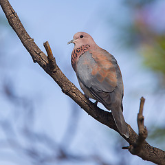 Image showing Close-up of a laughing dove (Streptopelia senegalensis)