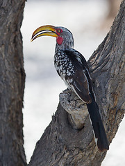 Image showing Southern Yellow-billed Hornbill, Tockus leucomelas