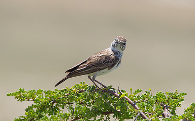 Image showing Small bird perched on a dry branch in Etosha