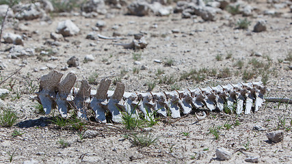 Image showing Spine of a wild beast lying on the ground in Etosha national par