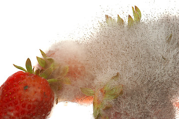 Image showing Mouldy Strawberry # 01
