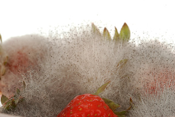 Image showing Mouldy Strawberry # 02