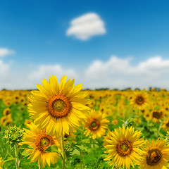 Image showing field with sunflower closeup and blue sky