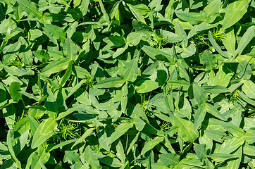 Image showing green grass as textured background