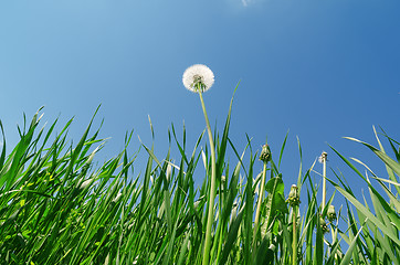 Image showing dandelion and green grass under blue sky