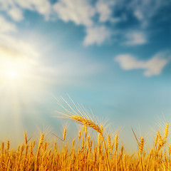 Image showing golden harvest on field and sunset